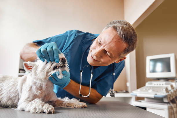 Best Weekend Emergency Dentist in Lakeland North, WA